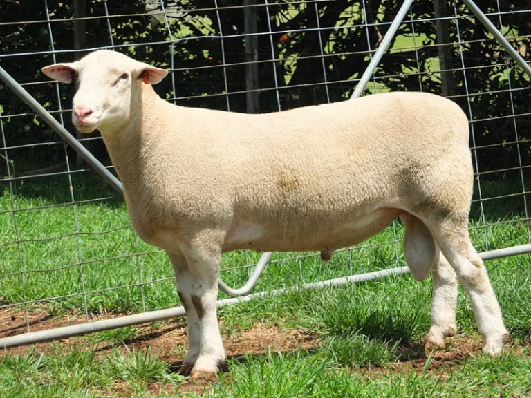 Smithston Farms | White Suffolks | Sires